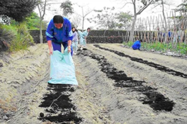 大蒜盆栽的种植方法,种植之后要放在有光照的地方