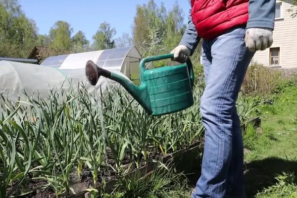 大蒜盆栽的种植方法,种植之后要放在有光照的地方