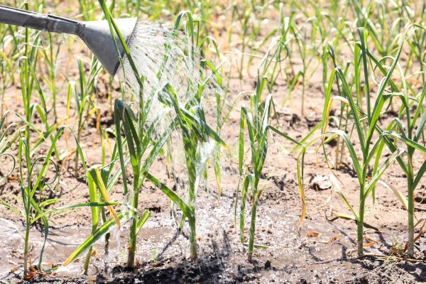 大蒜盆栽的种植方法,种植之后要放在有光照的地方