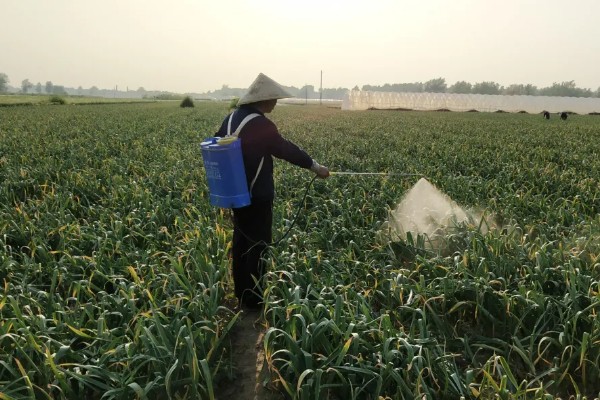 大蒜盆栽的种植方法,种植之后要放在有光照的地方