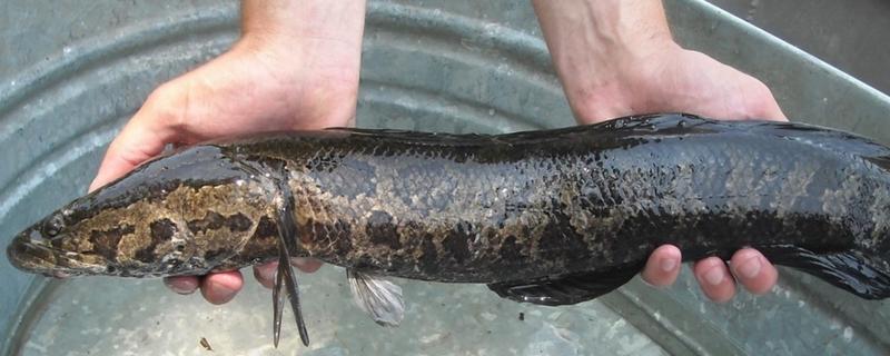 蛇头鱼简介，在中国叫黑鱼