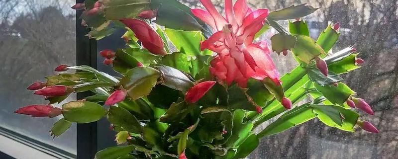 蟹爪兰烂根如何处理，剪除腐烂部位经过消毒后再重栽