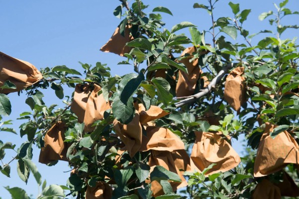 苹果套袋后易出现哪些问题，可能出现康氏粉蚧危害严重