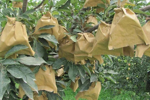 苹果套袋后易出现哪些问题，可能出现康氏粉蚧危害严重