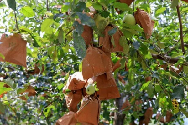 苹果套袋后易出现哪些问题，可能出现康氏粉蚧危害严重