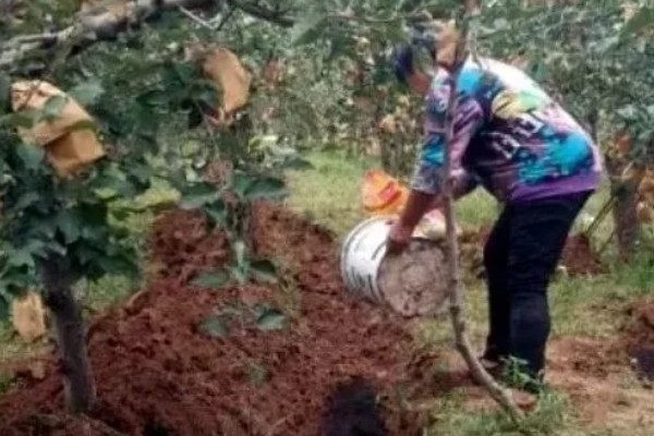 苹果套袋后易出现哪些问题，可能出现康氏粉蚧危害严重