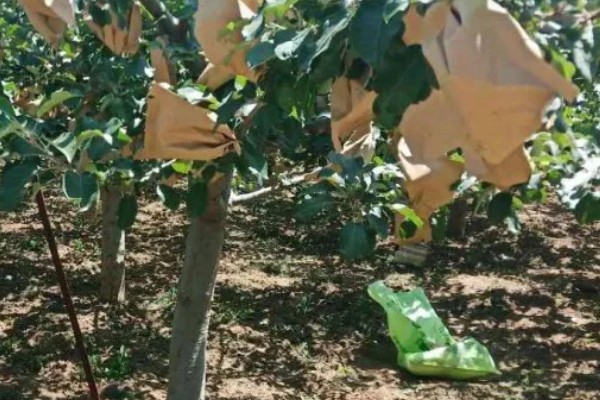 苹果套袋后易出现哪些问题，可能出现康氏粉蚧危害严重