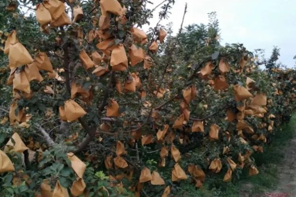 苹果套袋后易出现哪些问题，可能出现康氏粉蚧危害严重