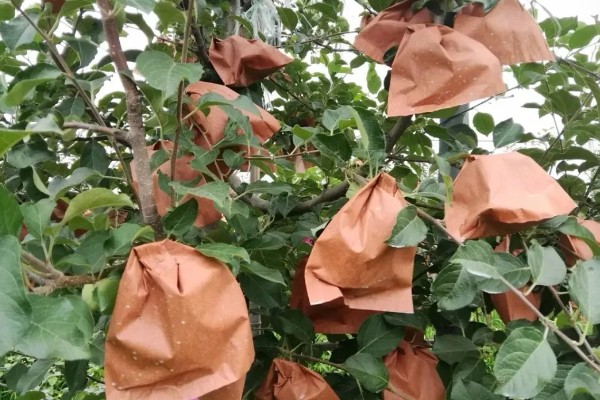 苹果套袋后易出现哪些问题，可能出现康氏粉蚧危害严重