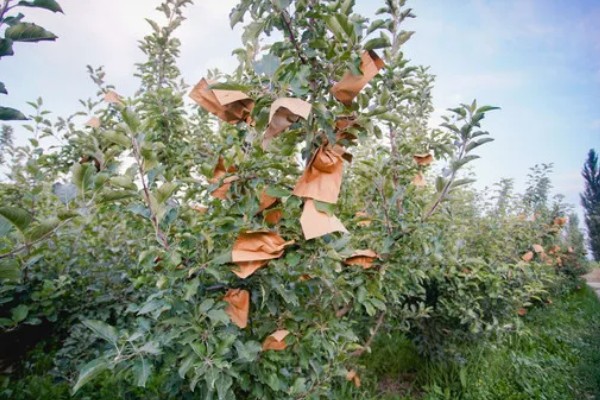 苹果套袋后易出现哪些问题，可能出现康氏粉蚧危害严重