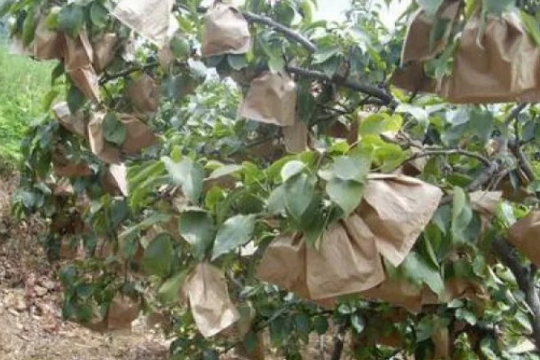 苹果套袋后易出现哪些问题，可能出现康氏粉蚧危害严重