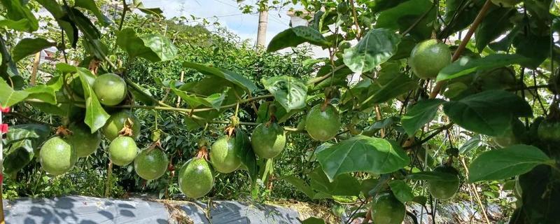 百香果施哪些肥料可以多结果，开花结果期可追施微量元素肥料