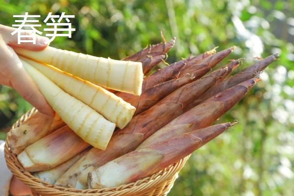 春天有哪些蔬菜,常见的有荠菜、菠菜等