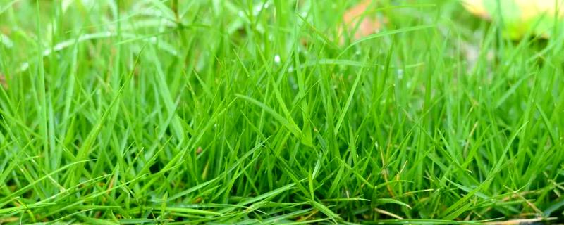 禾本科植物是不是单子叶植物，是单子叶植物