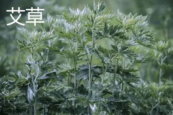 春天有哪些蔬菜,常见的有荠菜、菠菜等