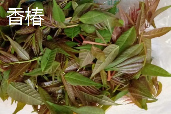 春天有哪些蔬菜,常见的有荠菜、菠菜等