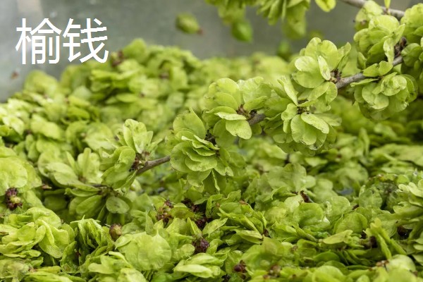 春天有哪些蔬菜,常见的有荠菜、菠菜等