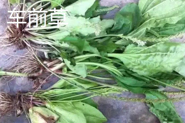 春天有哪些蔬菜,常见的有荠菜、菠菜等
