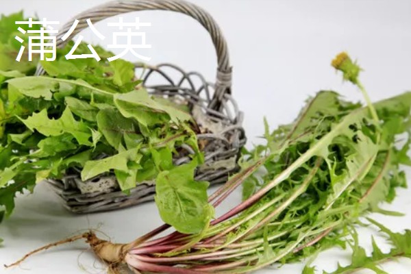 春天有哪些蔬菜,常见的有荠菜、菠菜等