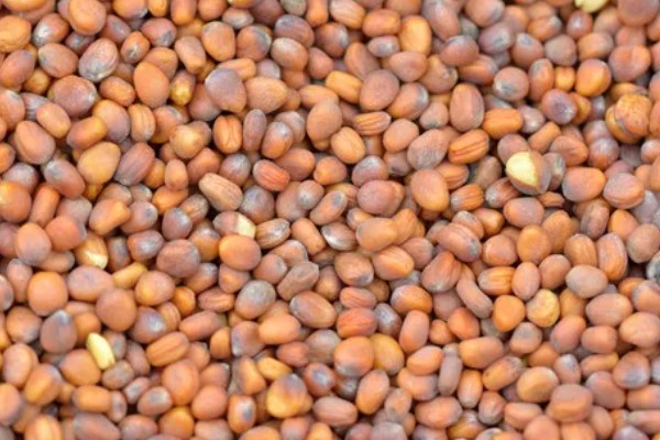 春天有哪些蔬菜,常见的有荠菜、菠菜等