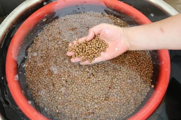 春天有哪些蔬菜,常见的有荠菜、菠菜等