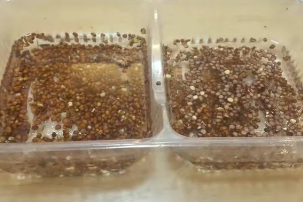 春天有哪些蔬菜,常见的有荠菜、菠菜等