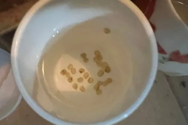 春天有哪些蔬菜,常见的有荠菜、菠菜等