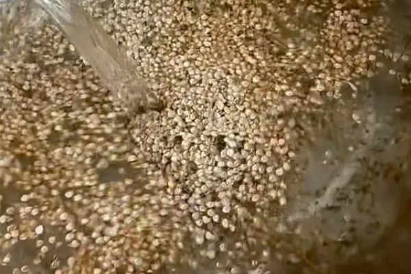 春天有哪些蔬菜,常见的有荠菜、菠菜等