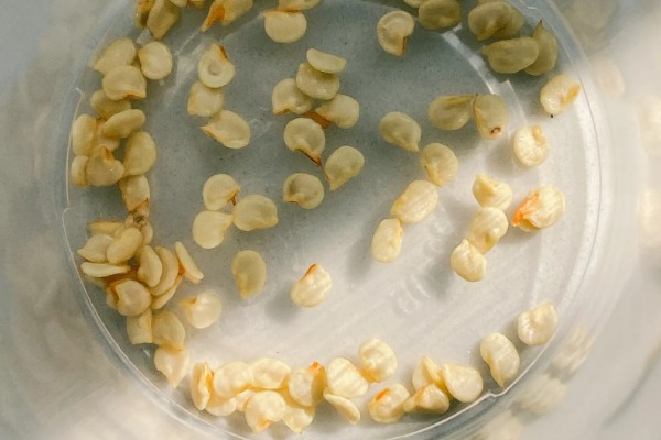 春天有哪些蔬菜,常见的有荠菜、菠菜等