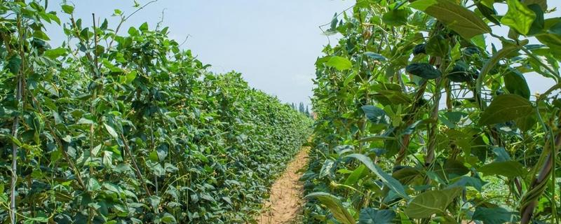 种植豆角的注意事项，大棚栽种每天要提供10小时的光照