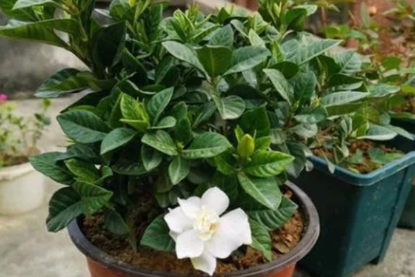 栀子花怎么养殖，进入生长期每隔7天施加一次肥料