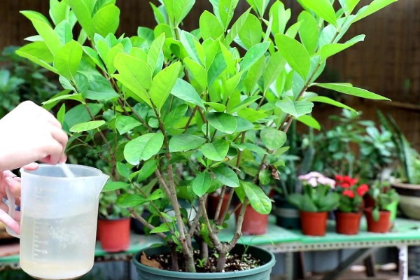 栀子花怎么养殖，进入生长期每隔7天施加一次肥料