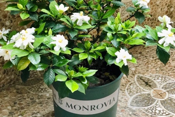 栀子花怎么养殖，进入生长期每隔7天施加一次肥料