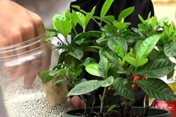 栀子花怎么养殖，进入生长期每隔7天施加一次肥料