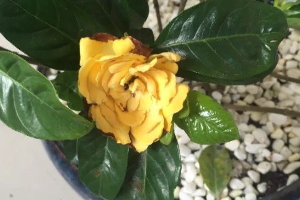 栀子花怎么养殖，进入生长期每隔7天施加一次肥料