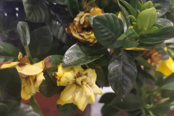 栀子花怎么养殖，进入生长期每隔7天施加一次肥料