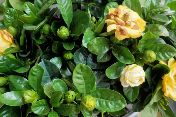 栀子花怎么养殖，进入生长期每隔7天施加一次肥料