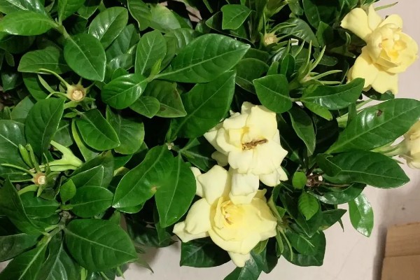 栀子花怎么养殖，进入生长期每隔7天施加一次肥料