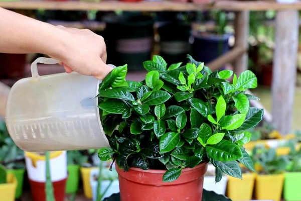 栀子花怎么养殖，进入生长期每隔7天施加一次肥料