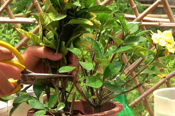 栀子花怎么养殖，进入生长期每隔7天施加一次肥料