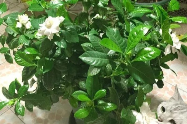 栀子花怎么养殖，进入生长期每隔7天施加一次肥料