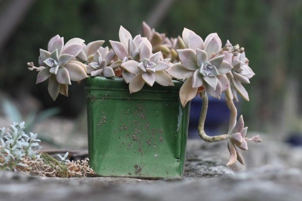 宝石花怎么养，生长适温18-22℃