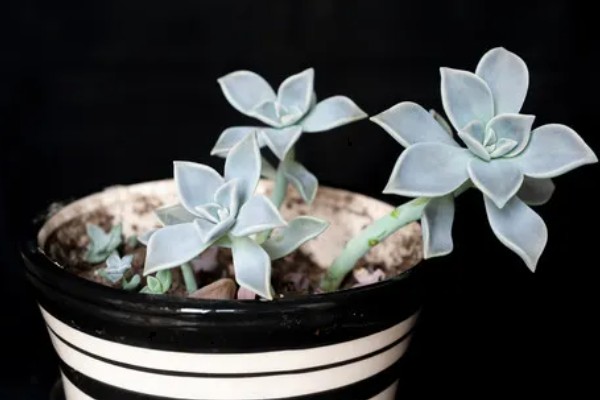 宝石花怎么养，生长适温18-22℃