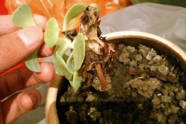 宝石花怎么养，生长适温18-22℃