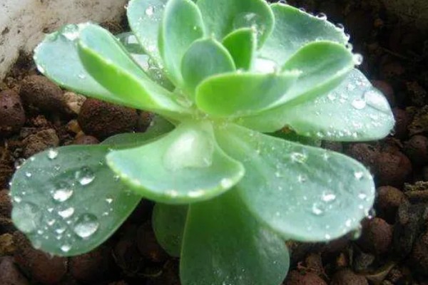 宝石花怎么养，生长适温18-22℃