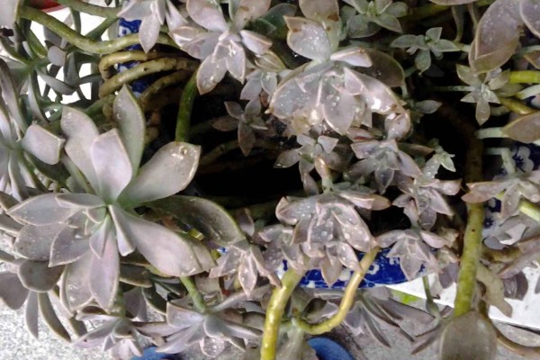 宝石花怎么养，生长适温18-22℃