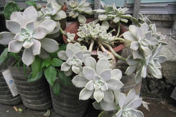 宝石花怎么养，生长适温18-22℃