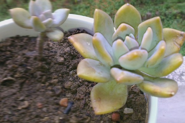 宝石花怎么养，生长适温18-22℃