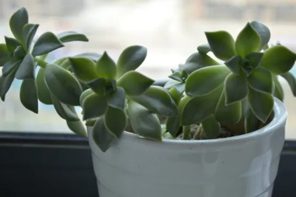 宝石花怎么养，生长适温18-22℃