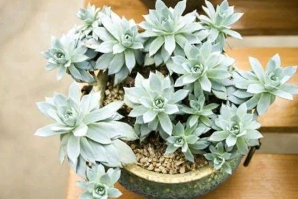 宝石花怎么养，生长适温18-22℃